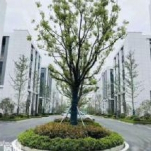 全新厂房出售，有货梯有客梯，国土900平
