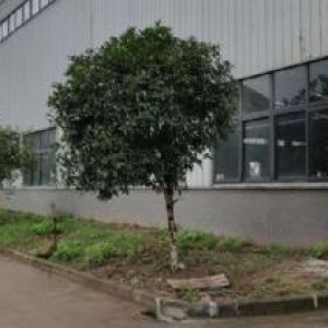 蔡家园区1100到2000平厂房 行车20T