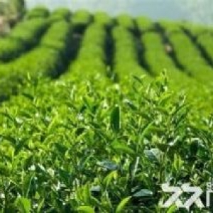 独院4亩土地1200平出售