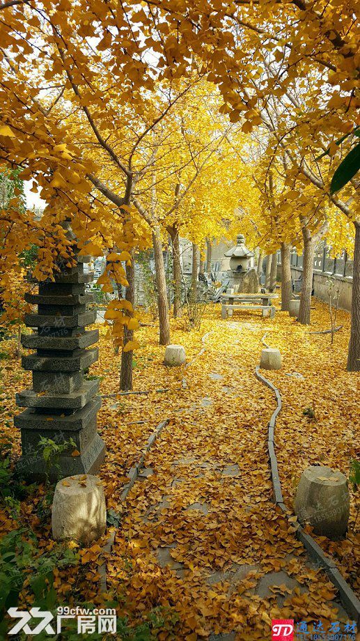 山东省临沭县东盘石材厂出租-图6